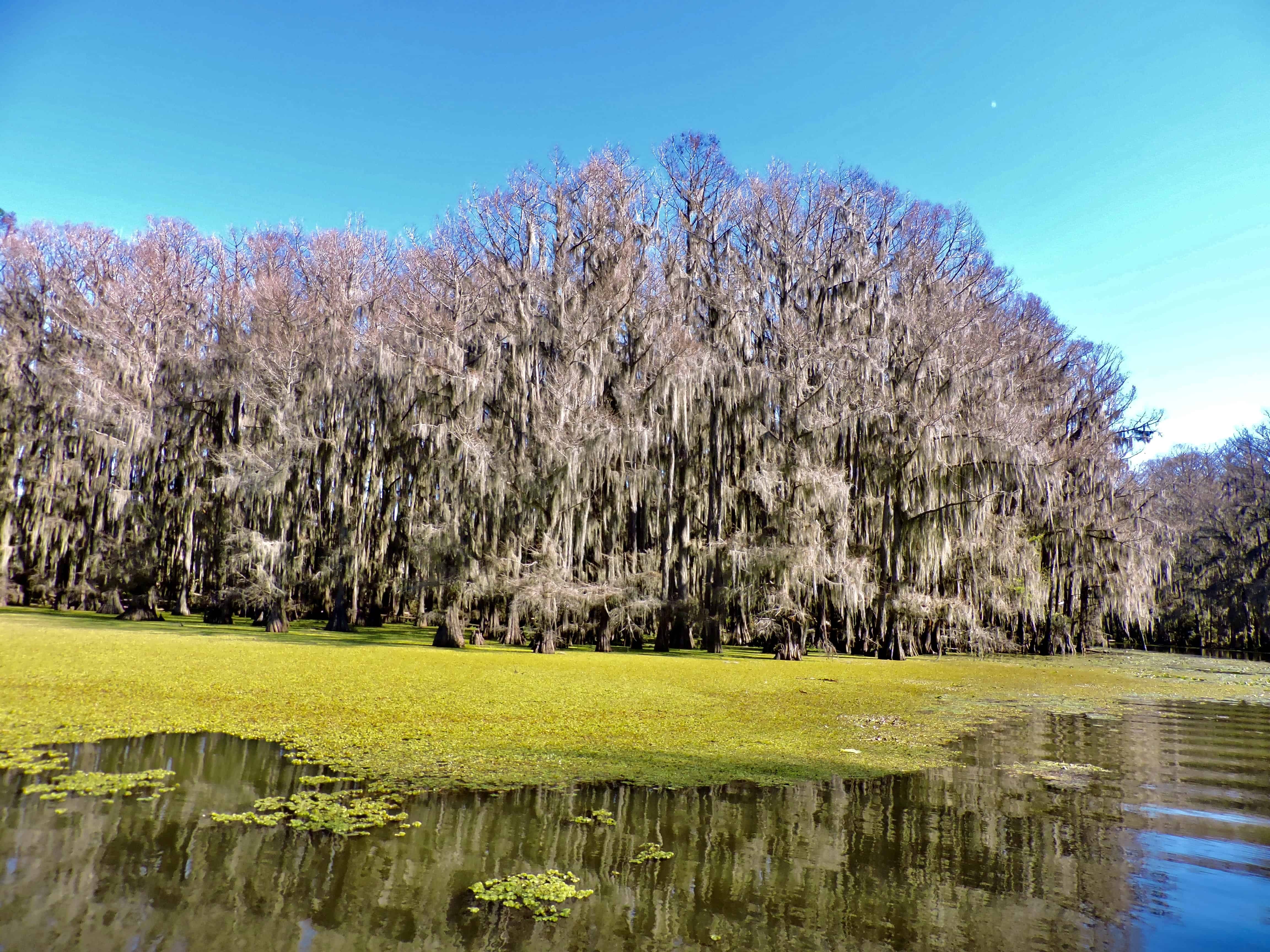 caddo lake state park
