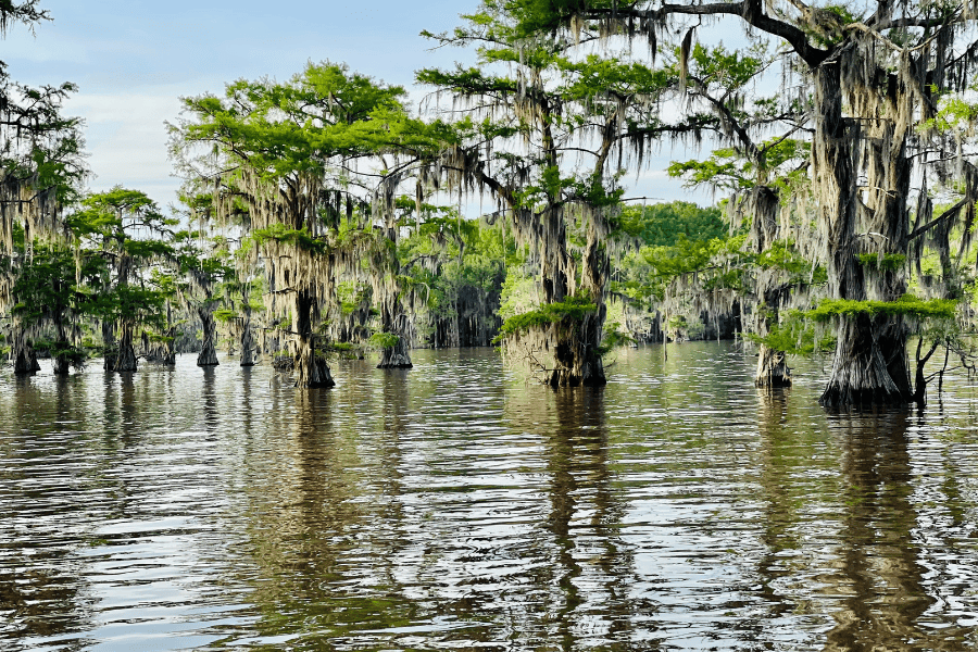 Jefferson TX Caddo Lake