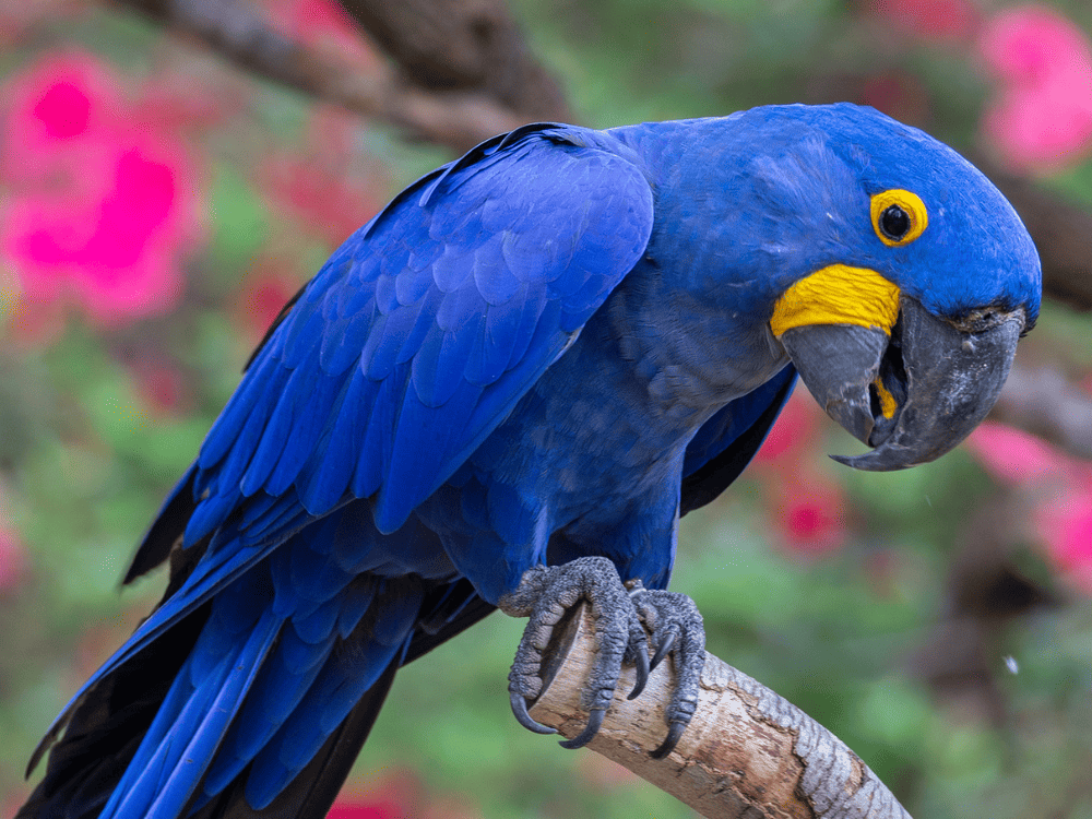 Caldwell Zoo