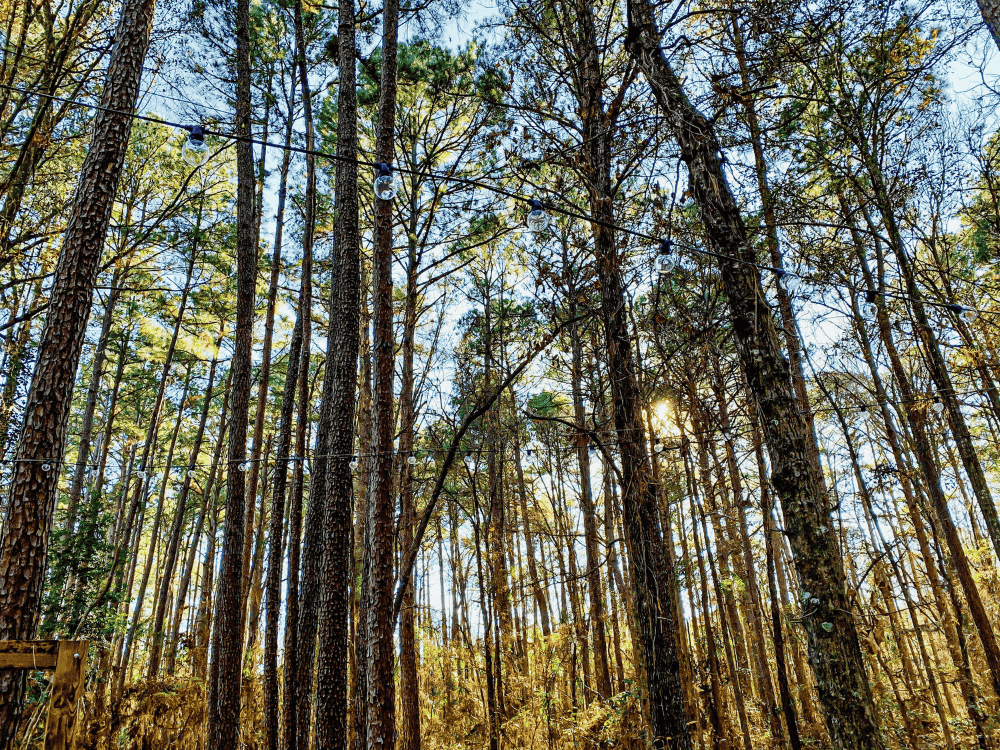 Things to do in Tyler TX